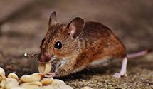 24 Hour & Emergency Exterminators in Colonial Penn (Brm), PA